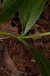 Striped gentian